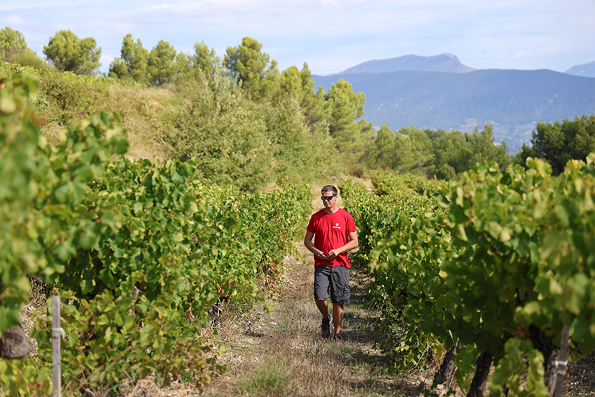 Un homme au milieu des vignes - Agrandir l'image (fenêtre modale)