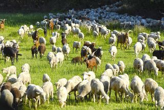 Un troupeau de moutons - Agrandir l'image, .JPG 1 Mo (fenêtre modale)