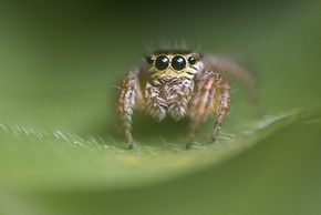 Une araignée - Agrandir l'image, fenêtre modale