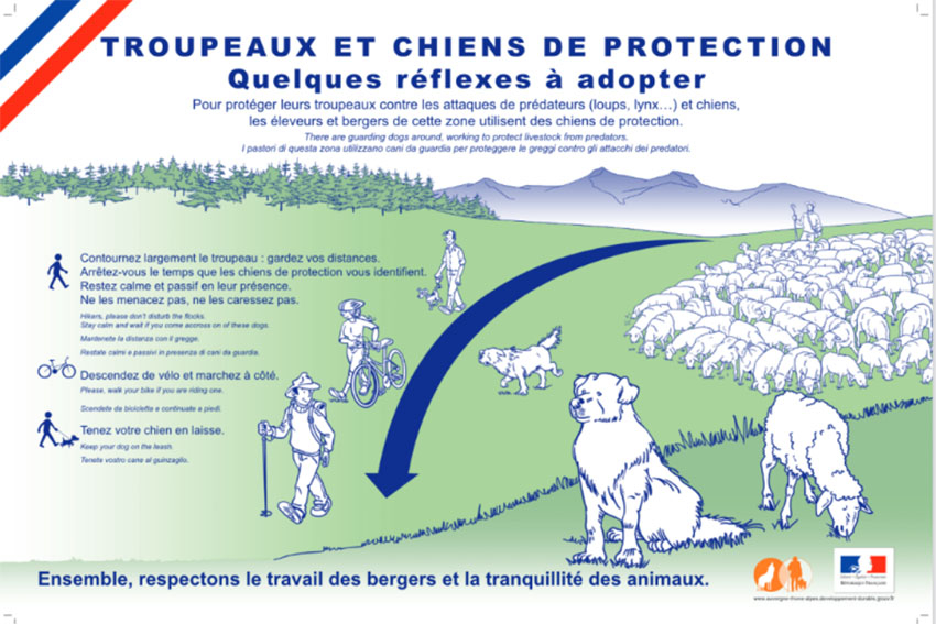 Une affiche avec des chiens et des moutons