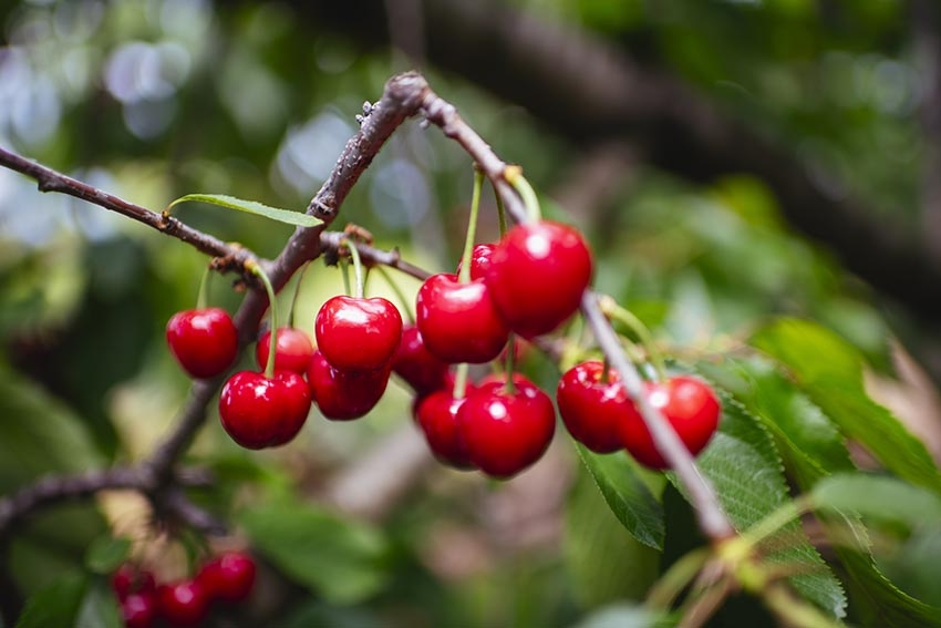 Une grappe de cerises - Agrandir l'image (fenêtre modale)