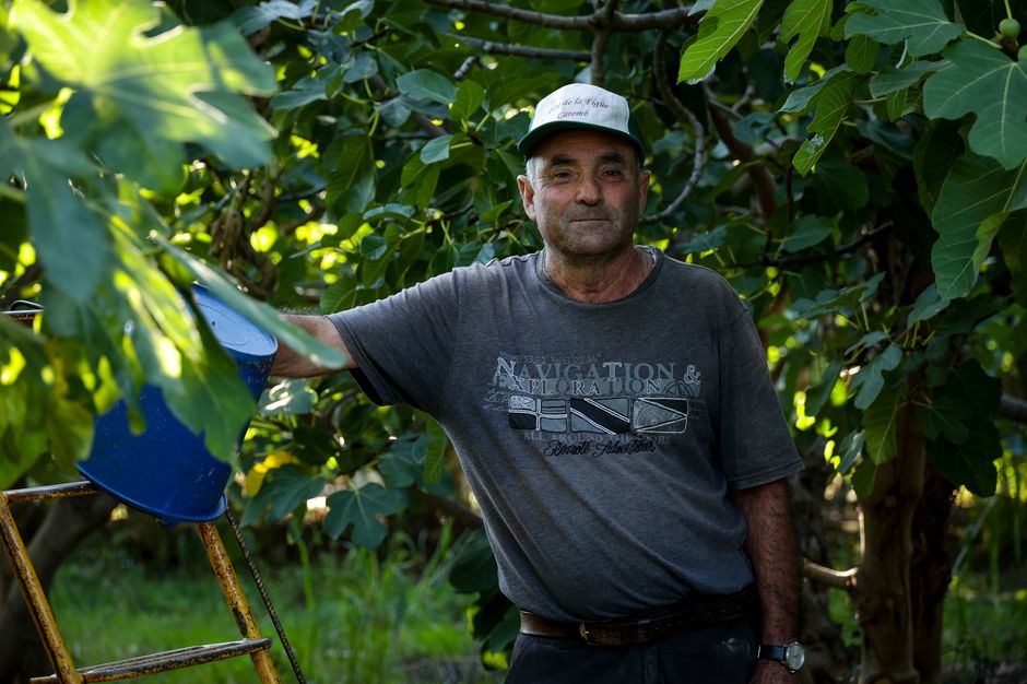 Alain Jabouin cultive encore aujourd’hui les figuiers plantés à la fin des années vingt par son grand-père. - Agrandir l'image, .JPG 2 Mo (fenêtre modale)